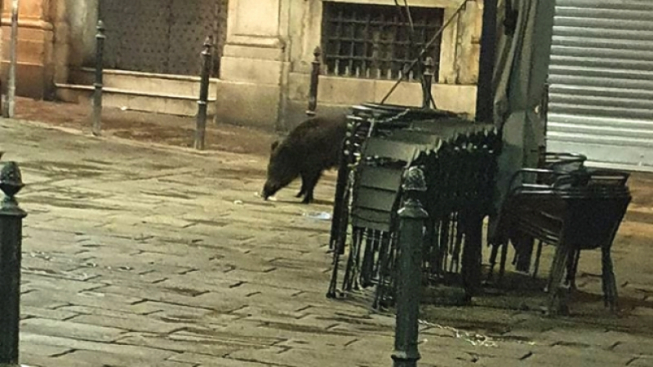 Genova I Cinghiali Arrivano Nel Centro Storico Alla Ricerca Di Cibo