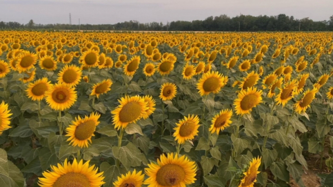 Girasoli - La città del mattoncino